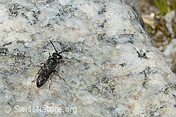 Verkannte Maskenbiene (Hylaeus confusus) (C304113) Verkannte Maskenbiene (Hylaeus confusus) (C304113)