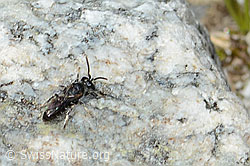 Verkannte Maskenbiene (Hylaeus confusus) (C304114) Verkannte Maskenbiene (Hylaeus confusus) (C304114)
