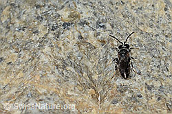 Verkannte Maskenbiene (Hylaeus confusus) (C304116) Verkannte Maskenbiene (Hylaeus confusus) (C304116)