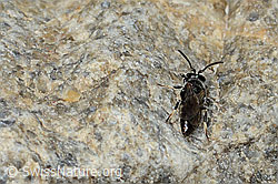 Verkannte Maskenbiene (Hylaeus confusus) (C304117) Verkannte Maskenbiene (Hylaeus confusus) (C304117)