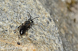 Verkannte Maskenbiene (Hylaeus confusus) (C304119) Verkannte Maskenbiene (Hylaeus confusus) (C304119)
