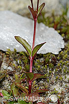 Alpen-Weidenröschen (Epilobium anagallidifolium) (C304131)