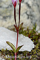 Alpen-Weidenröschen (Epilobium anagallidifolium) (C304132)