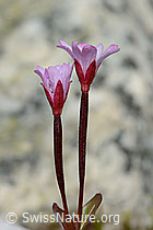 Alpen-Weidenröschen (Epilobium anagallidifolium) (C304133)