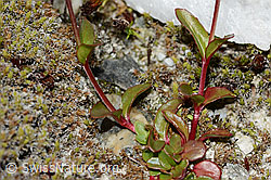 Alpen-Weidenröschen (Epilobium anagallidifolium) (C304134)