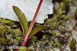 Alpen-Weidenröschen (Epilobium anagallidifolium) (C304136)