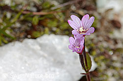 Alpen-Weidenröschen (Epilobium anagallidifolium) (C304139)