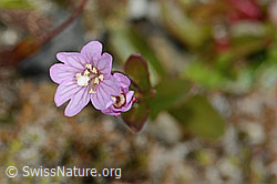 Alpen-Weidenröschen (Epilobium anagallidifolium) (C304140)