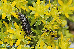 Hybomitra caucasica (Bremse) auf Bewimpertem Steinbrech (Saxifraga aizoides) (C304245)