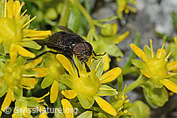 Hybomitra caucasica (Bremse) auf Bewimpertem Steinbrech (Saxifraga aizoides) (08.2024, C304266)