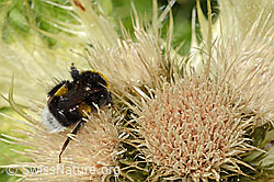 Heide-Erdhummel (Bombus cryptarum) auf Alpen-Kratzdistel (Cirsium spinosissimum) (C304289) Heide-Erdhummel (Bombus cryptarum) auf Alpen-Kratzdistel (Cirsium spinosissimum) (C304289)