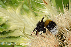 Heide-Erdhummel (Bombus cryptarum) auf Alpen-Kratzdistel (Cirsium spinosissimum) (C304290) Heide-Erdhummel (Bombus cryptarum) auf Alpen-Kratzdistel (Cirsium spinosissimum) (C304290)