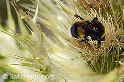 Heide-Erdhummel (Bombus cryptarum) auf Alpen-Kratzdistel (Cirsium spinosissimum) (C304299) Heide-Erdhummel (Bombus cryptarum) auf Alpen-Kratzdistel (Cirsium spinosissimum) (C304299)