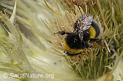 Heide-Erdhummel (Bombus cryptarum) auf Alpen-Kratzdistel (Cirsium spinosissimum) (08.2024, C304301)