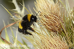 Heide-Erdhummel (Bombus cryptarum) auf Alpen-Kratzdistel (Cirsium spinosissimum) (08.2024, C304304)