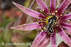 Foto: Verkannte Maskenbiene (Hylaeus confusus) auf Berg-Hauswurz (Sempervivum montanum)
