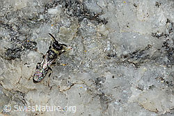 C304365: Verkannte Maskenbiene (Hylaeus confusus)