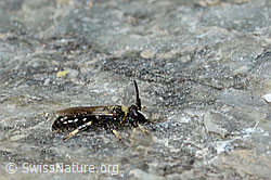 C304368: Verkannte Maskenbiene (Hylaeus confusus)