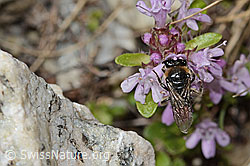 C304391: Alpen-Seidenbiene (Colletes impunctatus) auf Vielhaariger Thymian (Thymus praecox ssp. polytrichus)