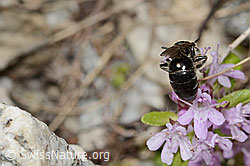 C304392: Alpen-Seidenbiene (Colletes impunctatus) auf Vielhaariger Thymian (Thymus praecox ssp. polytrichus)