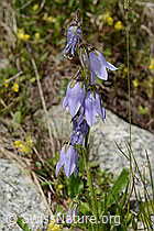 C304405: Bärtige Glockenblume (Campanula barbata)
