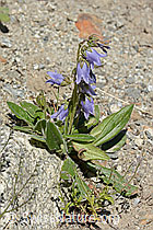 C304409: Bärtige Glockenblume (Campanula barbata)