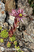 C304410: Berg-Hauswurz (Sempervivum montanum)