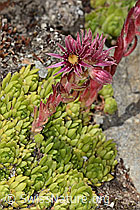 C304411: Berg-Hauswurz (Sempervivum montanum)