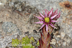 C304420: Berg-Hauswurz (Sempervivum montanum)