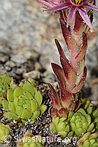 C304421: Berg-Hauswurz (Sempervivum montanum)