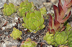 C304422: Berg-Hauswurz (Sempervivum montanum)