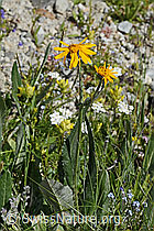 Gemswurz-Greiskraut (Senecio doronicum) (C304486)