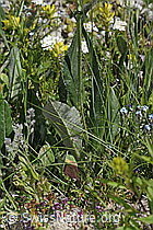 Gemswurz-Greiskraut (Senecio doronicum) (C304487)