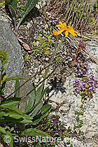 Gemswurz-Greiskraut (Senecio doronicum) (C304488)