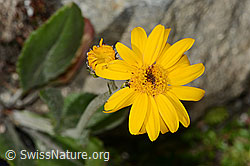 Gemswurz-Greiskraut (Senecio doronicum) (C304489)