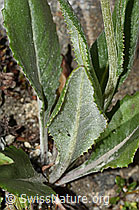 Gemswurz-Greiskraut (Senecio doronicum) (C304491)