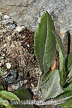 Gemswurz-Greiskraut (Senecio doronicum) (C304492)