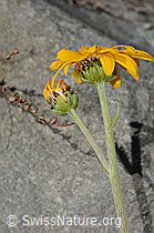 Gemswurz-Greiskraut (Senecio doronicum) (C304493)