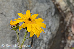 Gemswurz-Greiskraut (Senecio doronicum) (C304495)