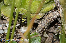 Foto: Heliophanus lineiventris (Springspinne)