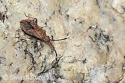 C304546: Coriomeris denticulatus (Randwanze)