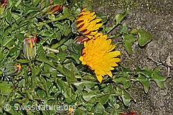 Pachers Löwenzahn (Taraxacum pacheri) (08.2024, C306544)