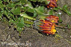 Foto: Pachers Löwenzahn (Taraxacum pacheri)