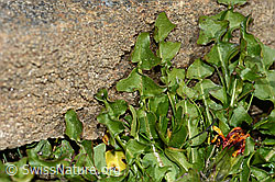 Foto: Pachers Löwenzahn (Taraxacum pacheri)
