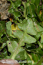 Foto: Pachers Löwenzahn (Taraxacum pacheri)