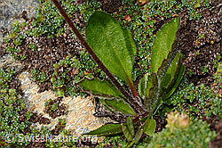 Alpenmasslieb (Aster bellidiastrum) (C306638) Alpenmasslieb (Aster bellidiastrum) (C306638)