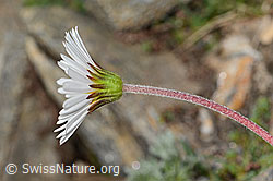 Alpenmasslieb (Aster bellidiastrum) (C306640) Alpenmasslieb (Aster bellidiastrum) (C306640)