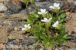 Mannsschild-Steinbrech (Saxifraga androsacea) (C306703) Mannsschild-Steinbrech (Saxifraga androsacea) (C306703)