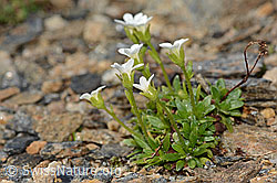 Mannsschild-Steinbrech (Saxifraga androsacea) (C306705) Mannsschild-Steinbrech (Saxifraga androsacea) (C306705)