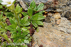 Mannsschild-Steinbrech (Saxifraga androsacea) (C306706) Mannsschild-Steinbrech (Saxifraga androsacea) (C306706)